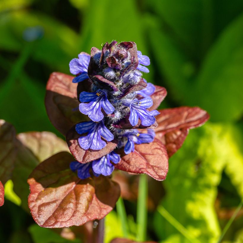 Ajuga reptans Atropurpurea - Kriechender Günsel (Flowering)