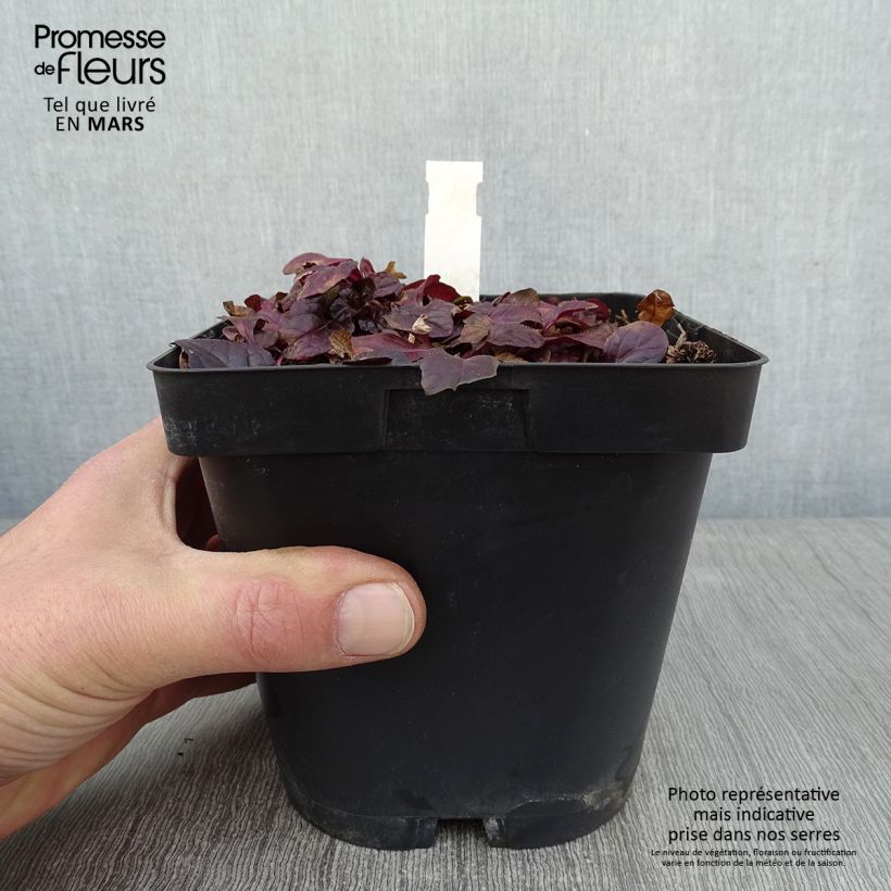 Exemplar von Ajuga reptans Atropurpurea - Kriechender Günsel Topf mit 2L/3L wie im Winter geliefert