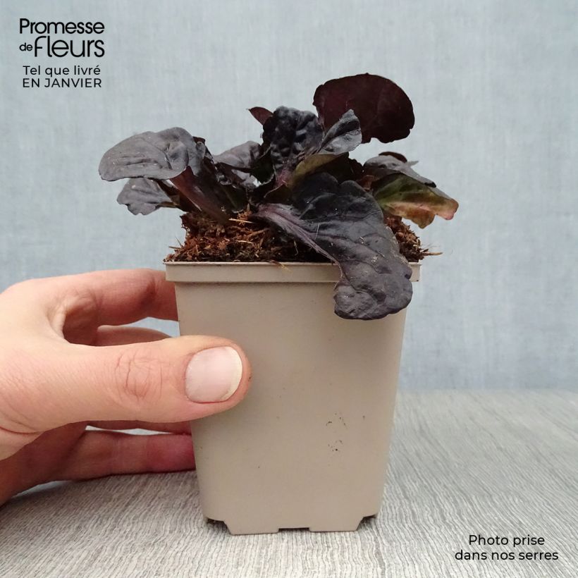 Exemplar von Ajuga reptans Black Scallop - Kriechender Günsel Kleine Töpfe von 8/9 cm wie im Winter geliefert