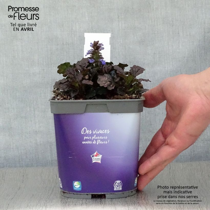 Exemplar von Ajuga reptans Black Scallop - Kriechender Günsel Topf mit 2L/3L wie im Frühjahr geliefert