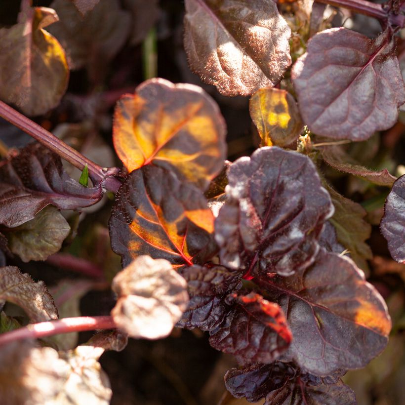 Ajuga reptans Black Scallop - Kriechender Günsel (Foliage)
