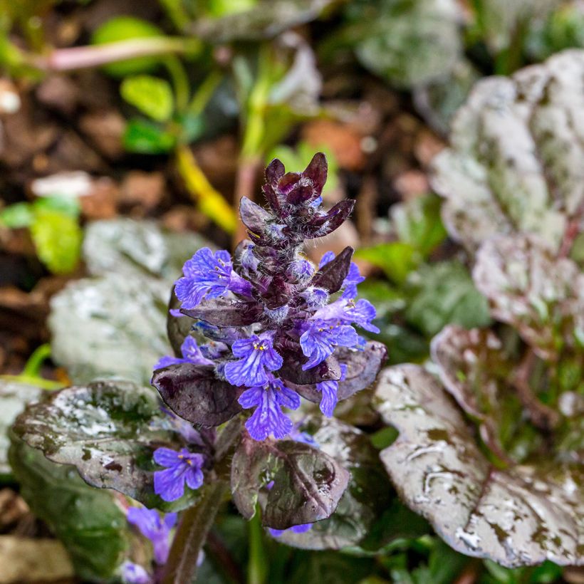 Ajuga reptans Black Scallop - Kriechender Günsel (Flowering)