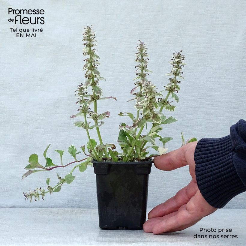 Exemplar von Ajuga reptans Burgundy Glow - Kriechender Günsel Kleine Töpfe von 7/8 cm wie im Frühjahr geliefert