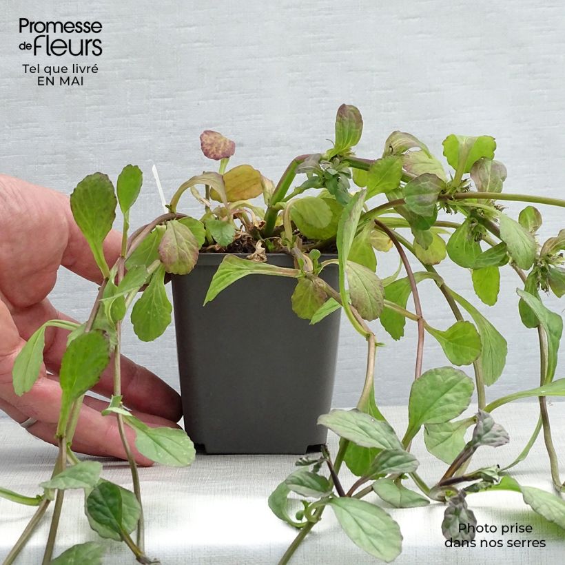 Exemplar von Ajuga reptans Catlin's Giant - Kriechender Günsel Kleine Töpfe von 8/9 cm wie im Frühjahr geliefert