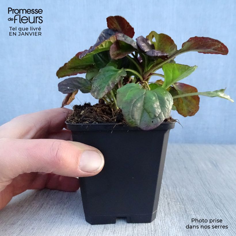 Exemplar von Ajuga reptans Catlin's Giant - Kriechender Günsel Kleine Töpfe von 8/9 cm wie im Winter geliefert