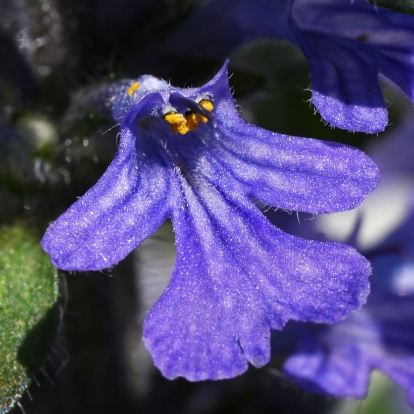 Ajuga reptans Delight - Kriechender Günsel (Flowering)