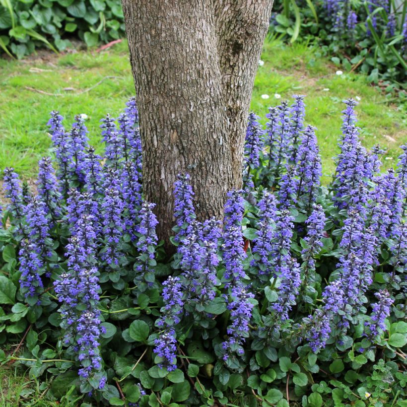 Ajuga reptans Delight - Kriechender Günsel (Plant habit)