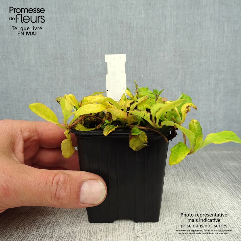 Exemplar von Ajuga reptans Gold Chang - Kriechender Günsel Kleine Töpfe von 8/9 cm wie im Frühjahr geliefert