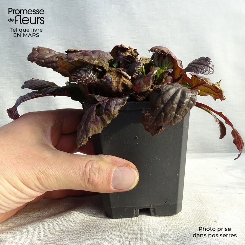 Exemplar von Ajuga reptans Multicolor - Kriechender Günsel Kleine Töpfe von 8/9 cm wie im Frühjahr geliefert