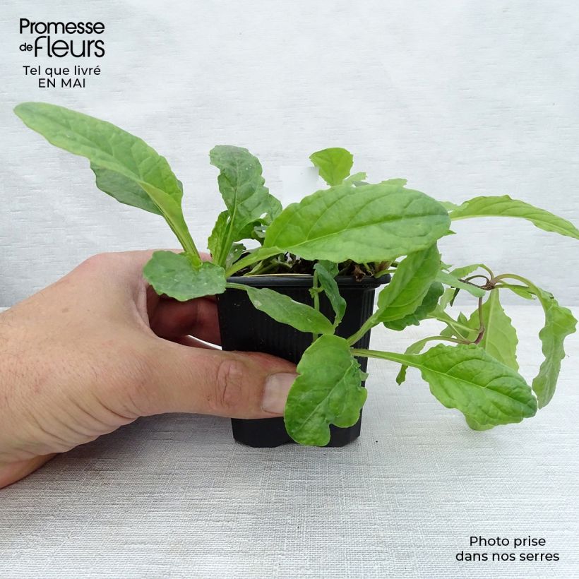 Exemplar von Ajuga reptans Rosea - Kriechender Günsel Kleine Töpfe von 8/9 cm wie im Frühjahr geliefert