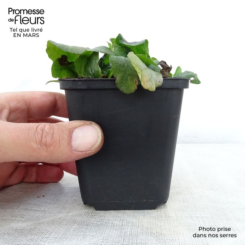 Exemplar von Ajuga reptans Sanne - Kriechender Günsel Kleine Töpfe von 8/9 cm wie im Frühjahr geliefert