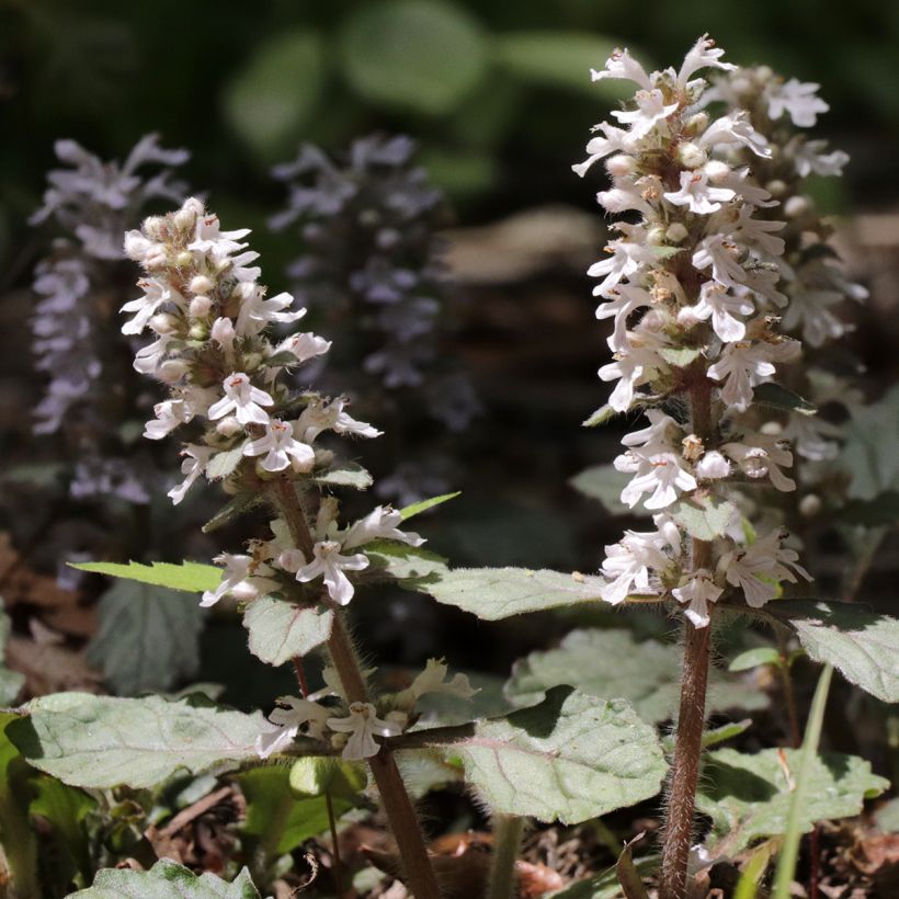 Ajuga reptans Schneekerze - Kriechender Günsel (Flowering)