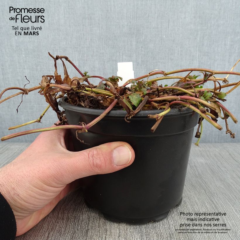 Exemplar von Ajuga reptans - Kriechender Günsel Topf mit 2L/3L wie im Winter geliefert