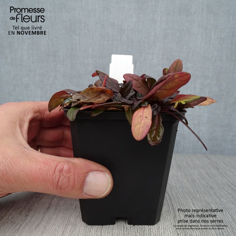 Example of Ajuga Chocolate Chip - Kriechender Günsel Kleine Töpfe von 8/9 cm as you get in automne