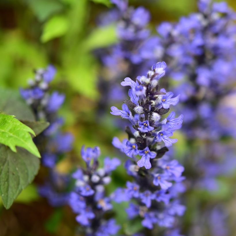Ajuga Chocolate Chip - Kriechender Günsel (Flowering)