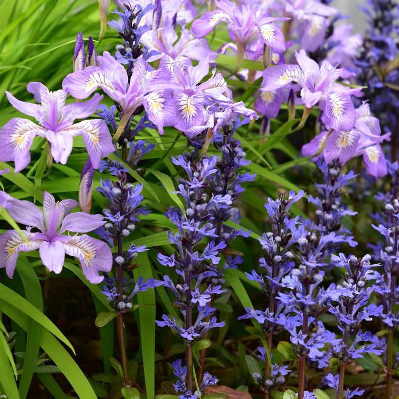 Ajuga Chocolate Chip - Kriechender Günsel (Plant habit)