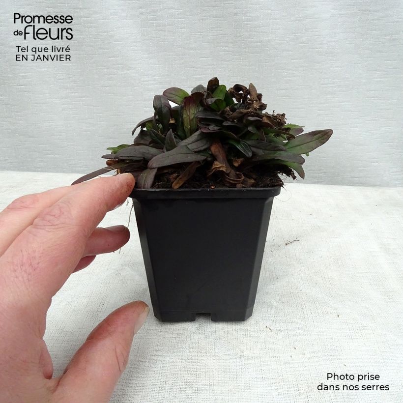 Exemplar von Ajuga Chocolate Chip - Kriechender Günsel Kleine Töpfe von 8/9 cm wie im Winter geliefert