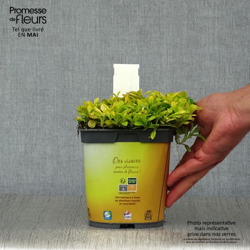 Exemplar von Ajuga Cordial Canary - Kriechender Günsel Topf mit 2L/3L wie im Frühjahr geliefert