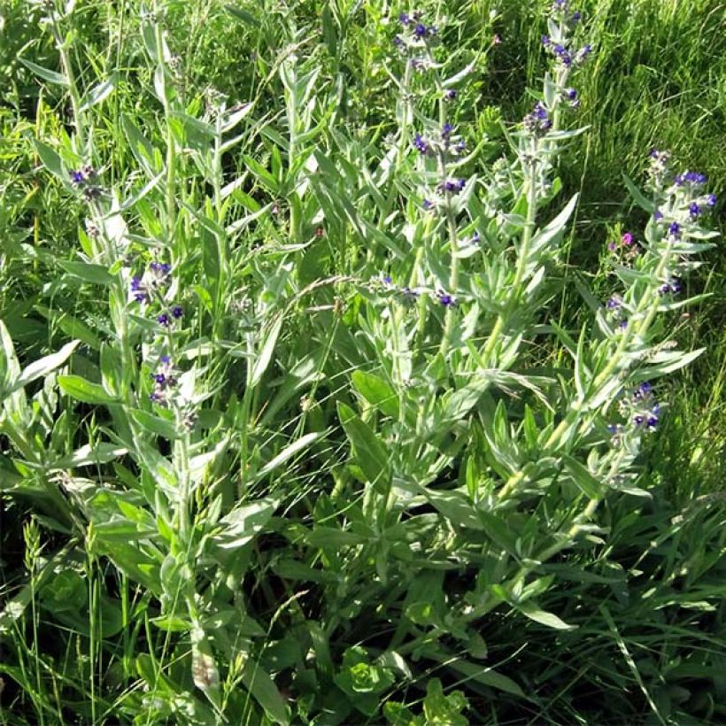 Buglossoides purpurocaerulea - Blauroter Steinsame (Plant habit)