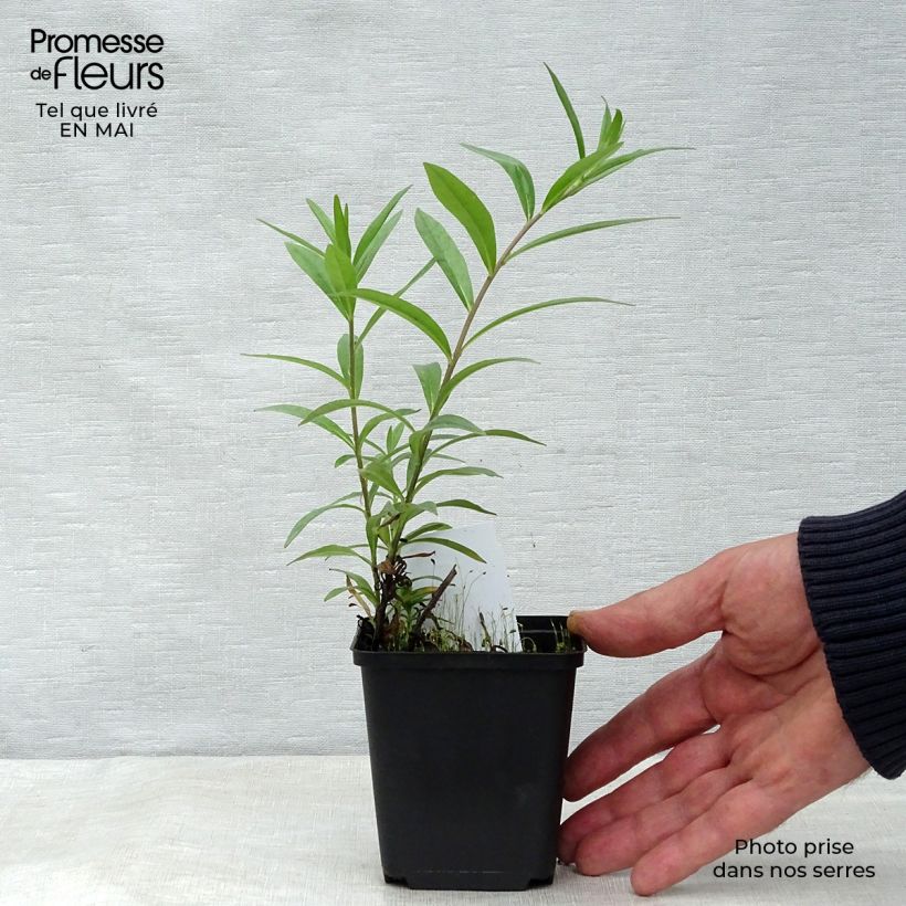 Exemplar von Buglossoides purpurocaerulea - Blauroter Steinsame Kleine Töpfe von 8/9 cm wie im Frühjahr geliefert