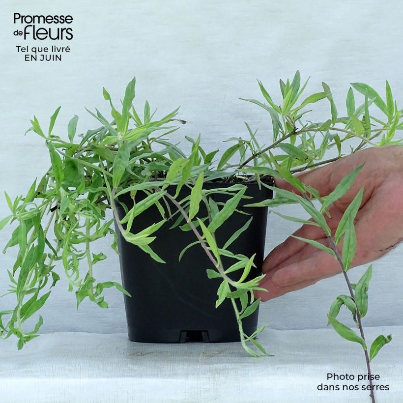Exemplar von Buglossoides purpurocaerulea - Blauroter Steinsame Topf mit 2L/3L wie im Sommer geliefert