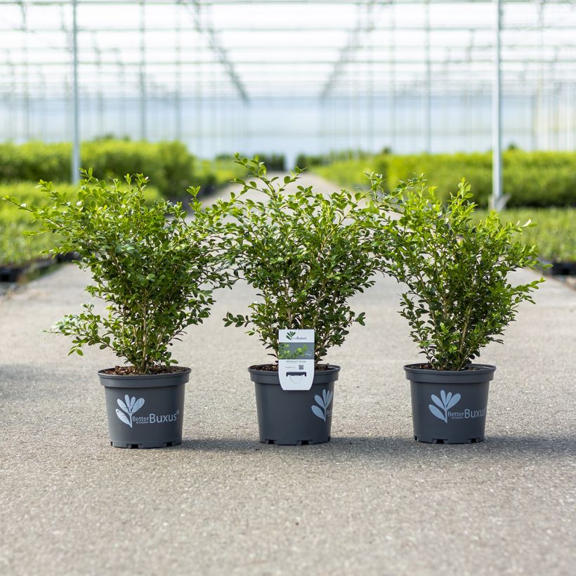 Buxus Betterbuxus Heritage - Buchsbaum (Wuchs)