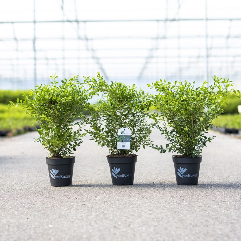 Buxus Betterbuxus Skylight - Buchsbaum (Wuchs)