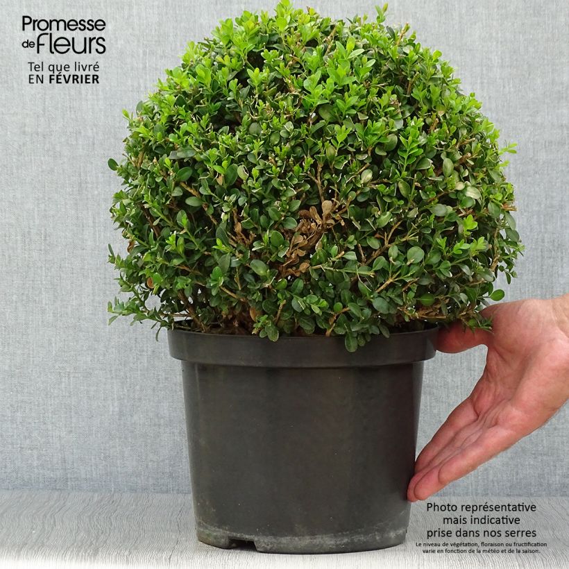 Example of Buxus microphylla Faulkner - Kleinblättriger Buchsbaum Topf mit 7,5L/10L as you get in automne