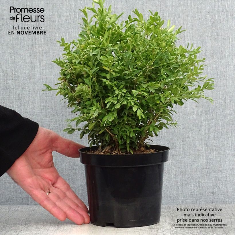 Example of Buxus microphylla Rococo - Kleinblättriger Buchsbaum Topf mit 3L/4L as you get in automne