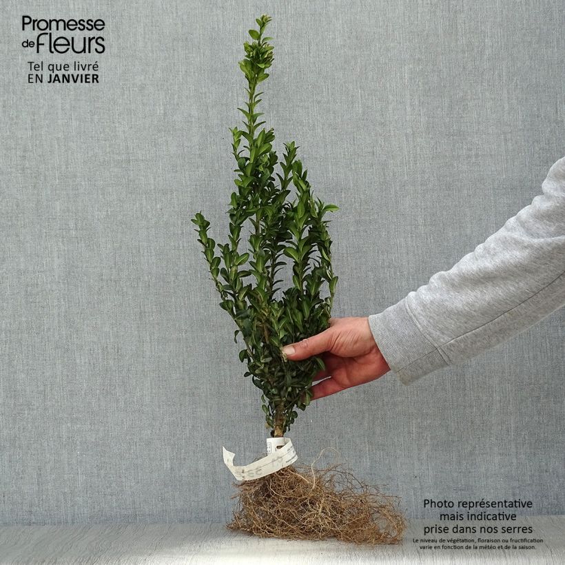 Example of Buxus sempervirens - Buschbaum Wurzelnackt as you get in hiver