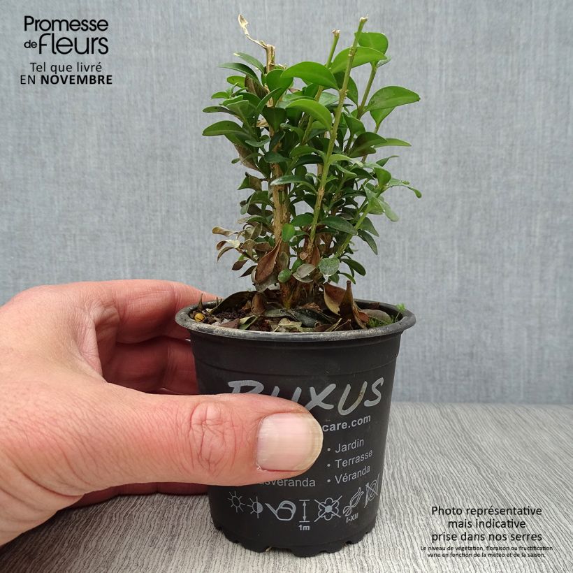 Example of Buxus sempervirens - Buschbaum Kleine Töpfe von 8/9 cm as you get in automne