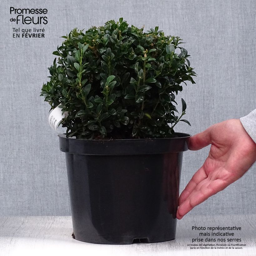 Example of Buxus sempervirens - Kugelbuchsbaum Topf mit 2L/3L as you get in automne