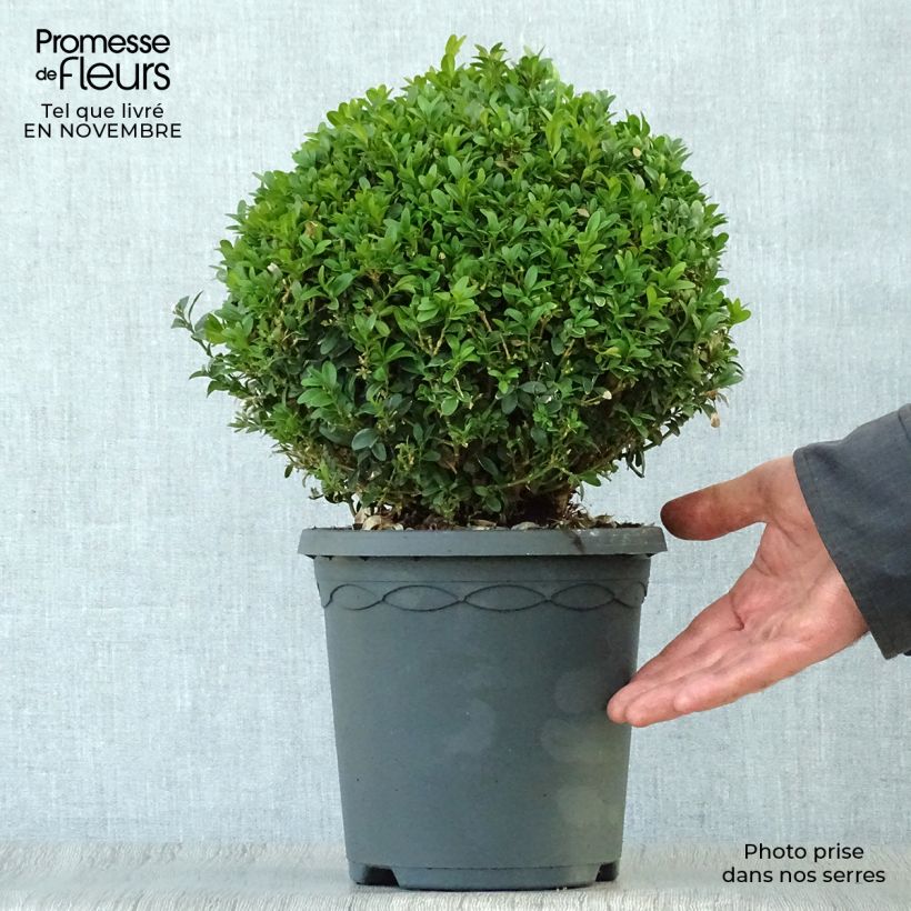 Example of Buxus sempervirens - Kugelbuchsbaum Topf mit 4L/5L as you get in automne