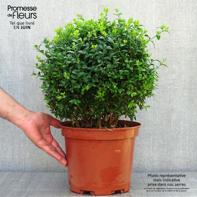 Exemplar von Buxus sempervirens - Kugelbuchsbaum Topf mit 7,5L/10L, Kugel wie im Sommer geliefert