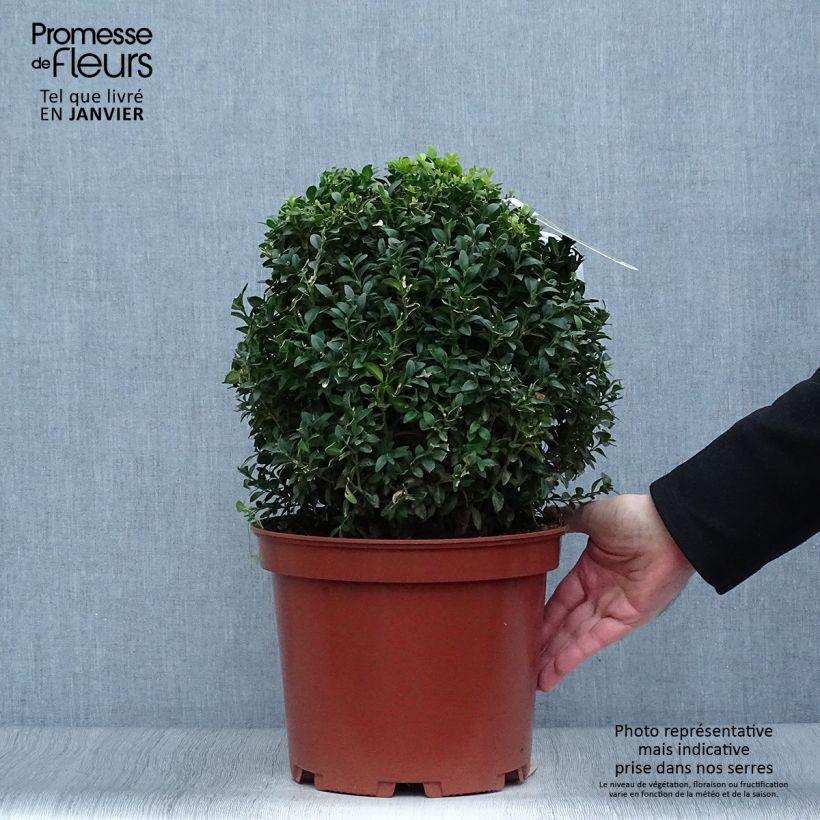 Exemplar von Buxus sempervirens - Kugelbuchsbaum Topf mit 7,5L/10L wie im Winter geliefert
