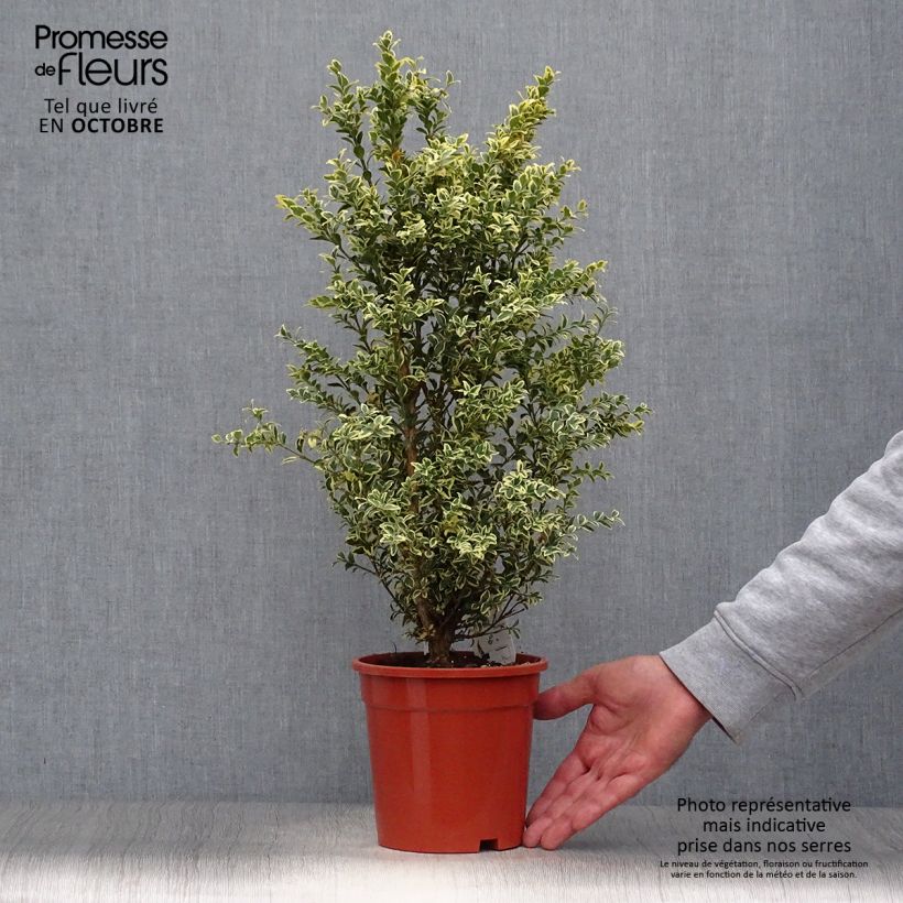 Example of Buxus sempervirens Elegans - Buschbaum Topf mit 2L/3L as you get in automne