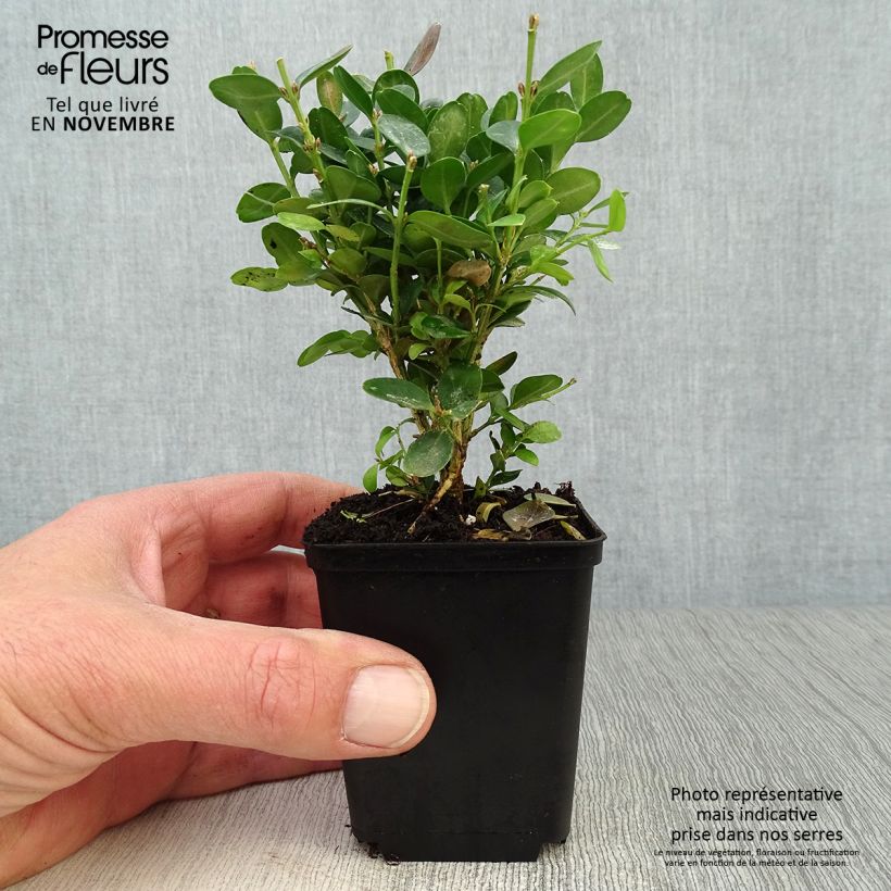 Example of Buxus sempervirens Suffruticosa - Buschbaum Kleine Töpfe von 8/9 cm as you get in automne