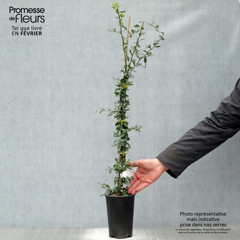 Exemplar von Feuerdorn SAPHYR Jaune - Pyracantha coccinea Topf mit 2L/3L wie im Winter geliefert