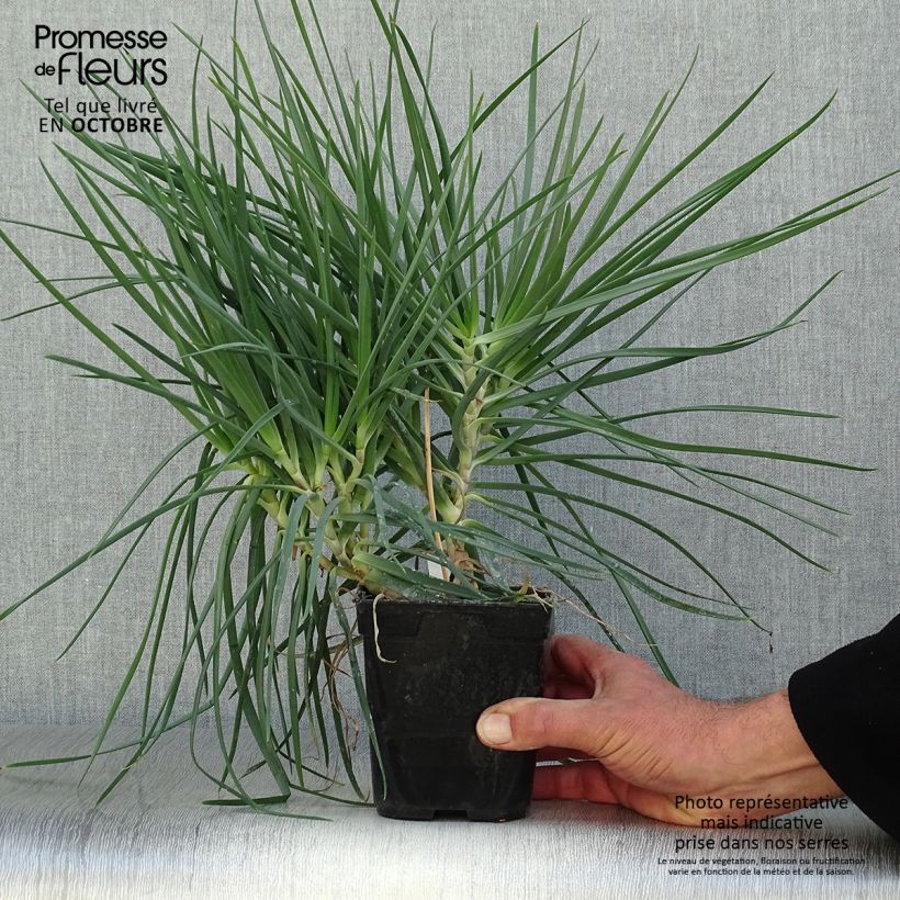 Example of Bulbine frutescens - Katzenschwanzpflanze Topf mit 1L/1,5L as you get in automne