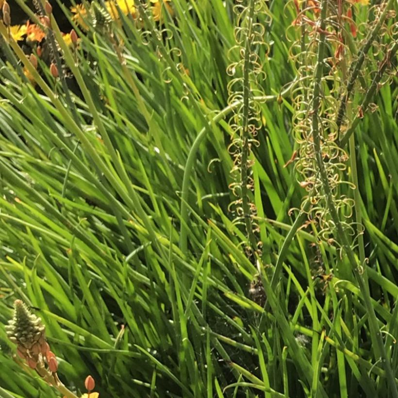 Bulbine frutescens Hallmarck - Katzenschwanzpflanze (Foliage)