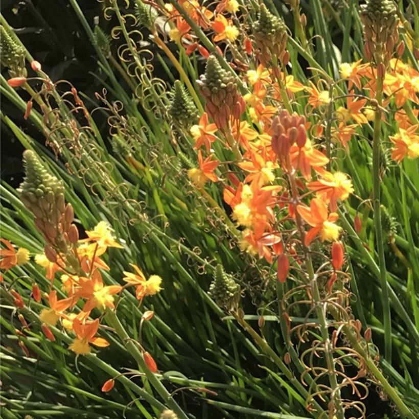 Bulbine frutescens Hallmarck - Katzenschwanzpflanze (Flowering)