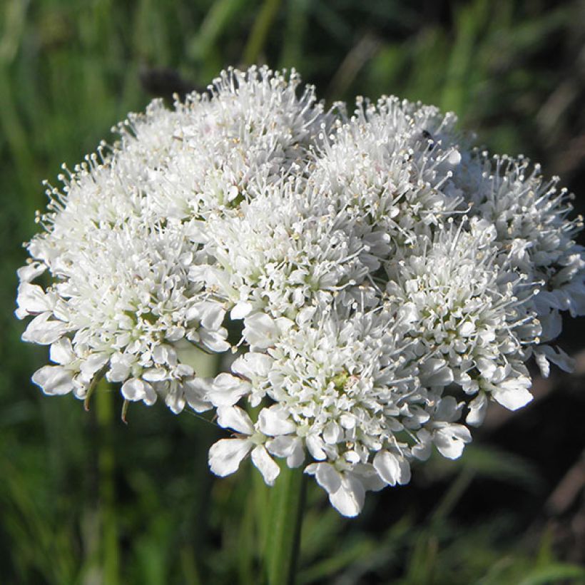 Bunium bulbocastanum - Knollenkümmel (Flowering)
