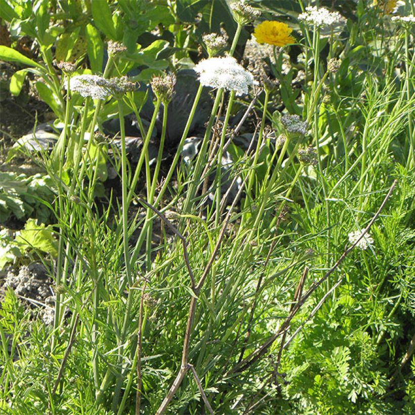 Bunium bulbocastanum - Knollenkümmel (Plant habit)