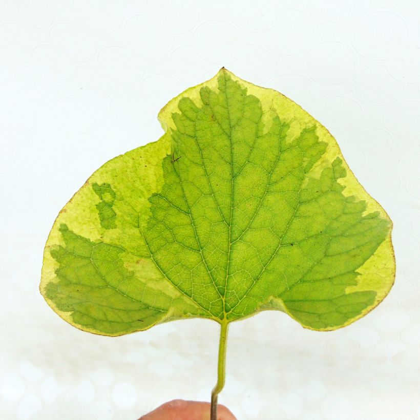 Brunnera macrophylla Hadspen cream - Kaukasus-Vergißmeinnicht (Foliage)