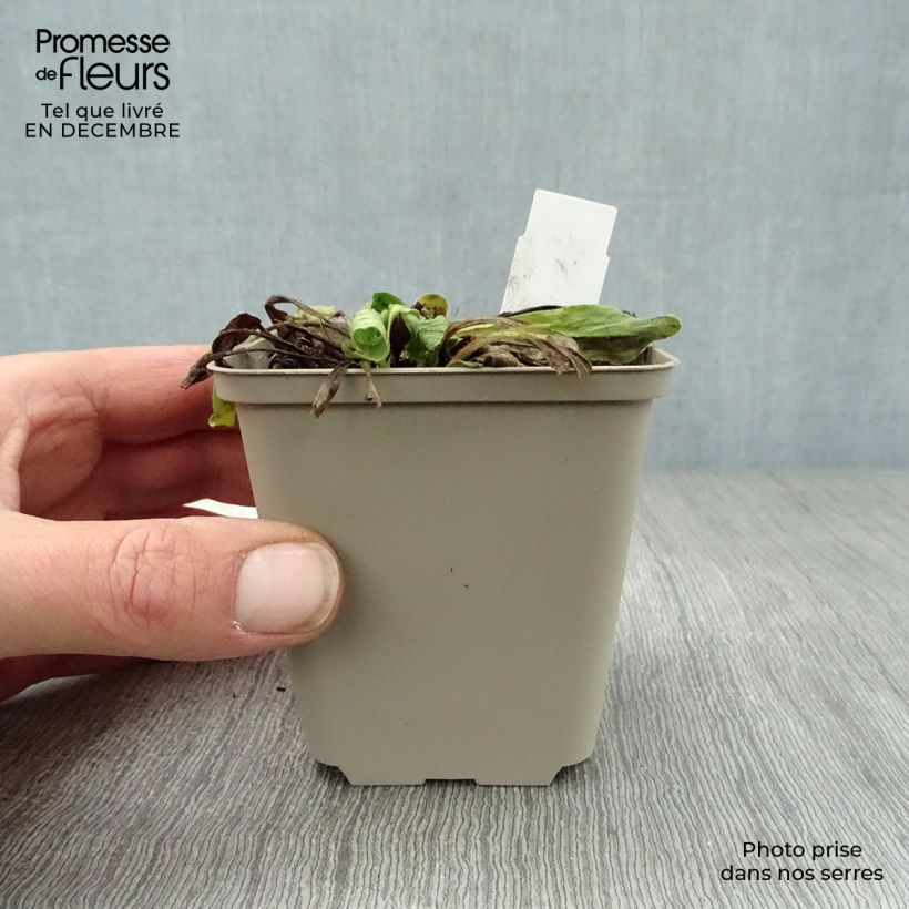 Exemplar von Buphthalmum salicifolium Dora - Weidenblättriges Ochsenauge Kleine Töpfe von 8/9 cm wie im Winter geliefert