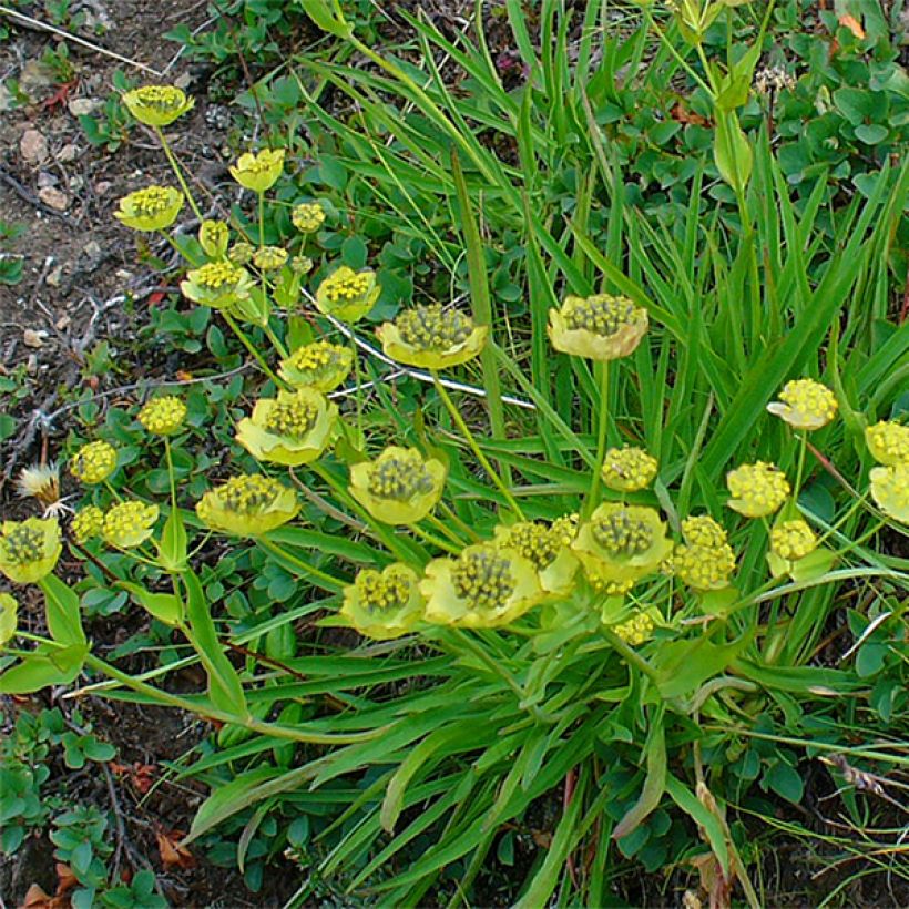 Bupleurum ranunculoïdes - Hahnenfuß (Plant habit)