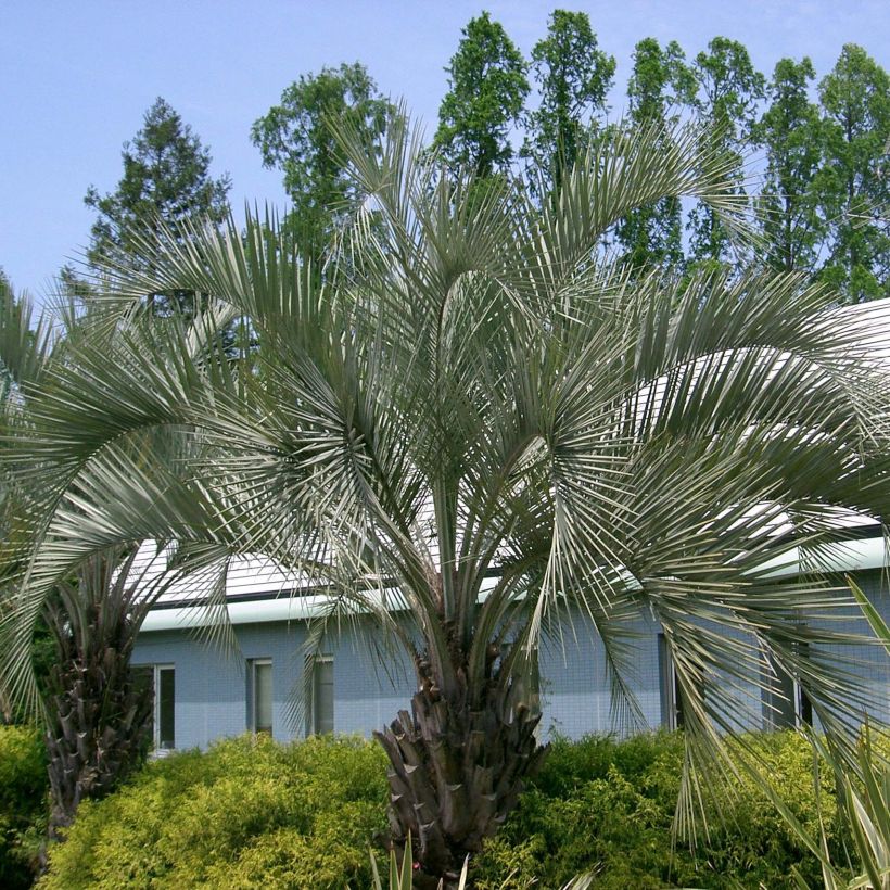 Butia capitata - Butia-Palme (Plant habit)