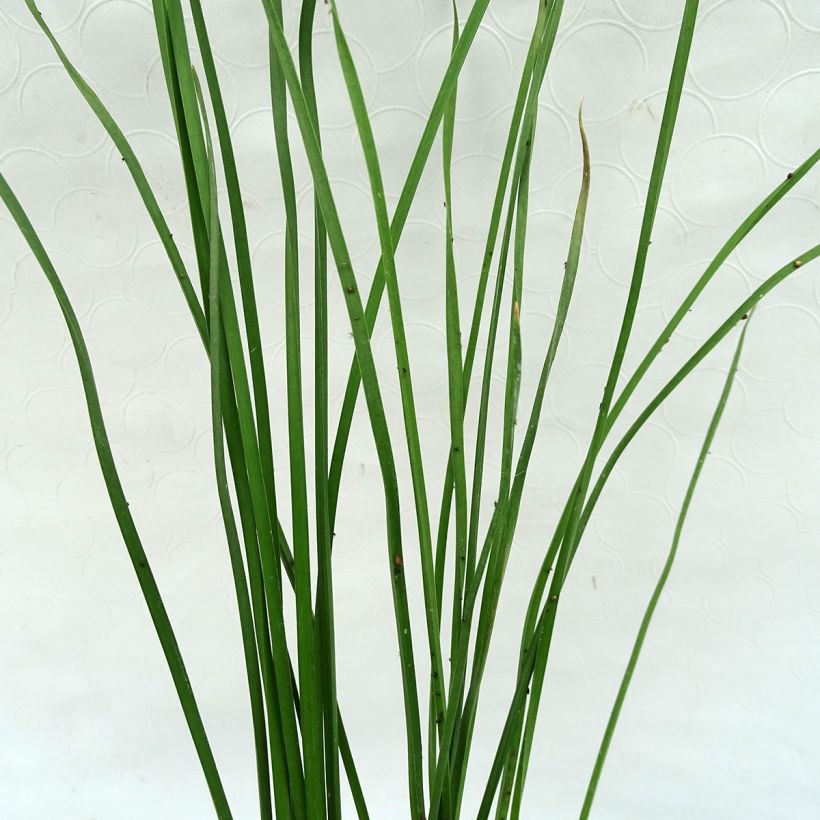 Butomus umbellatus - Doldige Schwanenblume (Foliage)