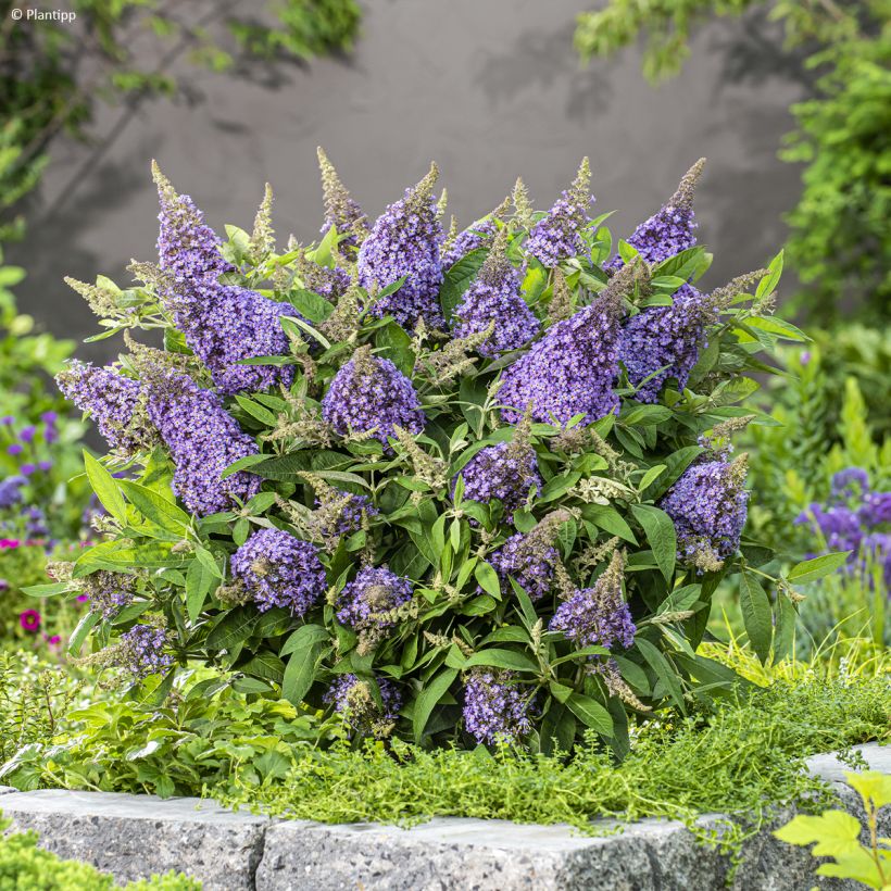 Buddleja davidii Butterfly Candy Lila Sweetheart - Sommerflieder (Plant habit)