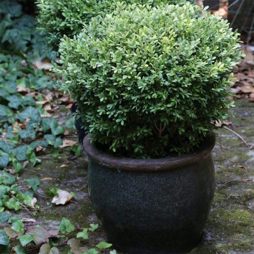 Buxus microphylla Rococo - Kleinblättriger Buchsbaum (Plant habit)